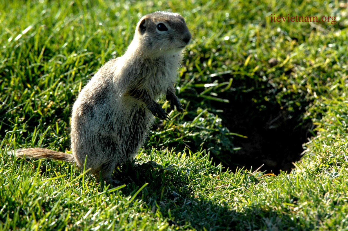 What Are Whistle Pigs - Exploring the Fascinating World of Groundhogs ...