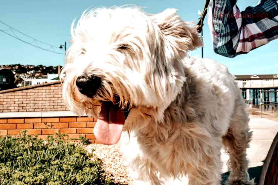 Why Westies Are the Worst Reasons Behind the Unfavorable Reputation