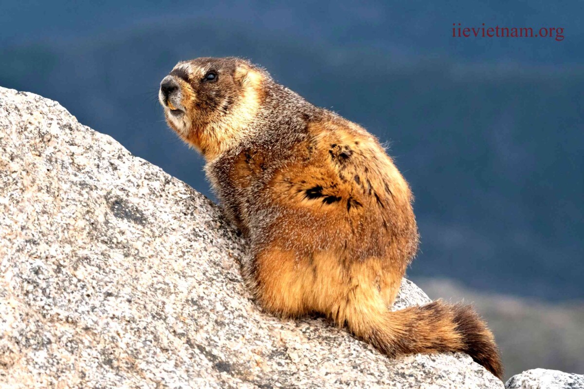 What Are Whistle Pigs Exploring the Fascinating World of Groundhogs