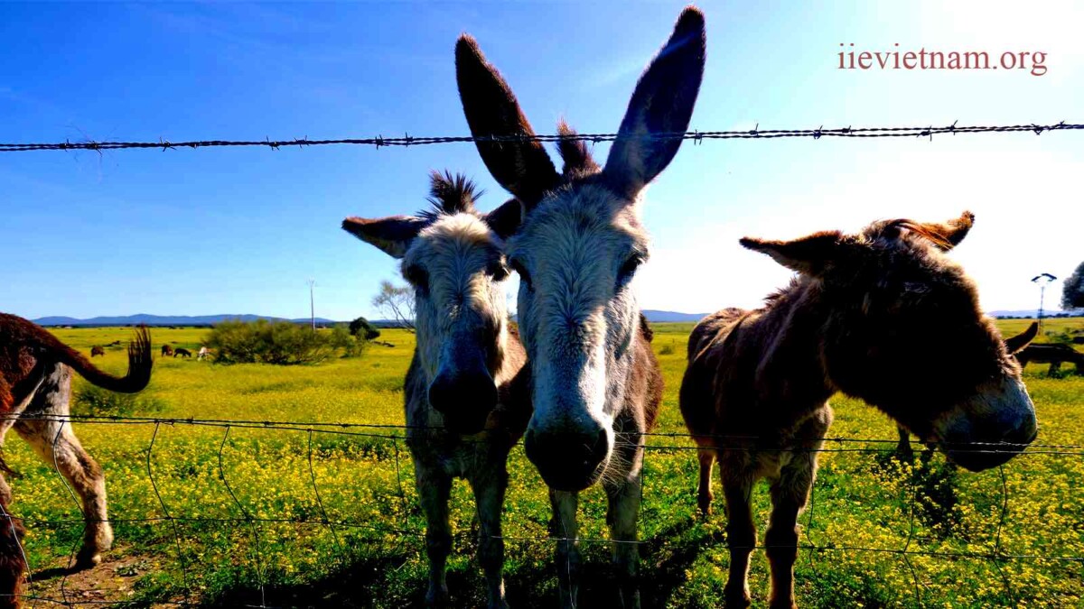 Why Is a Donkey Called a Jackass? Revealing the Historical and