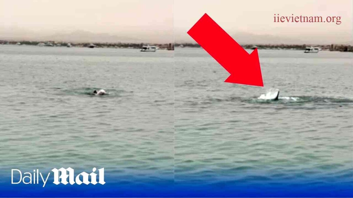 Man Gets Eaten by Shark in Egypt video A Shocking Encounter.