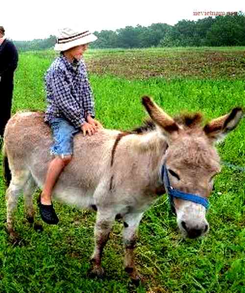 Why Is a Donkey Called a Jackass? Revealing the Historical and
