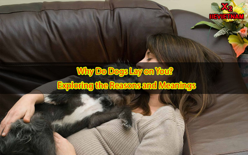 why-do-dogs-lay-on-you-exploring-the-reasons-and-meanings