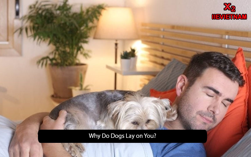 Why Do Dogs Lay on You? Exploring the Reasons and Meanings