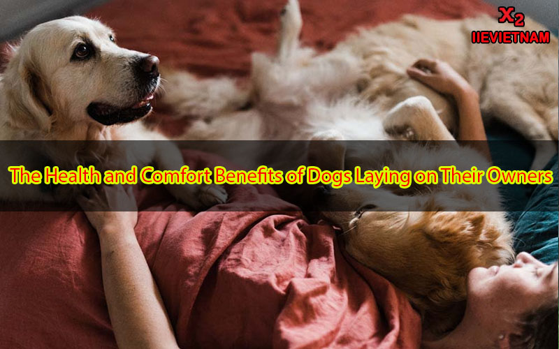 Why Do Dogs Lay on You? Exploring the Reasons and Meanings